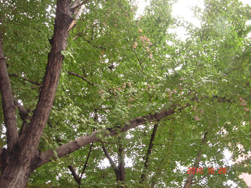 d0154508_74463.jpg