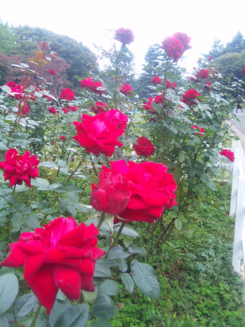 f0041311_22154272.jpg