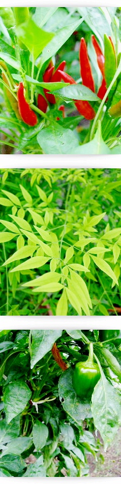 e0136420_10402331.jpg