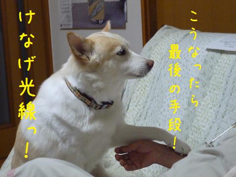 b0138430_20353080.jpg