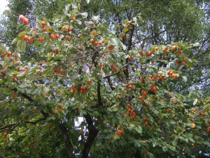 f0142733_19591750.jpg