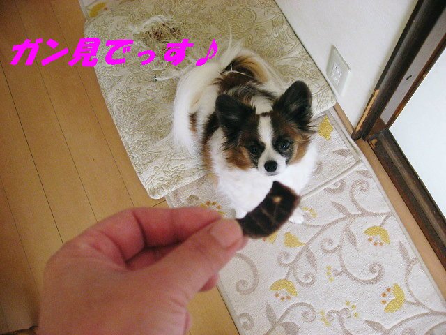a0149240_10161866.jpg