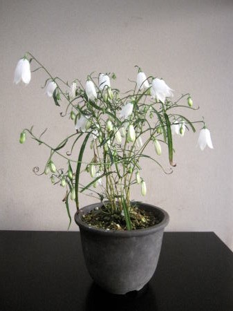 c0147952_0553930.jpg