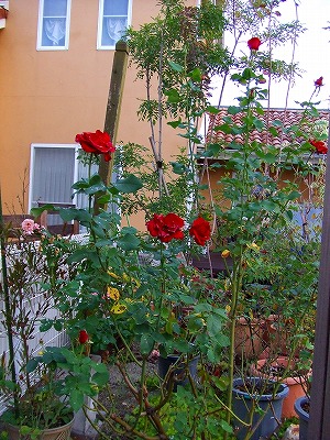 a0104162_6313926.jpg