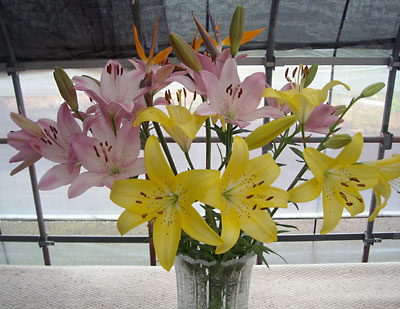 e0097770_2355880.jpg