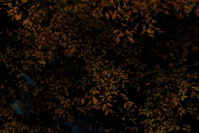 f0115475_7554918.jpg