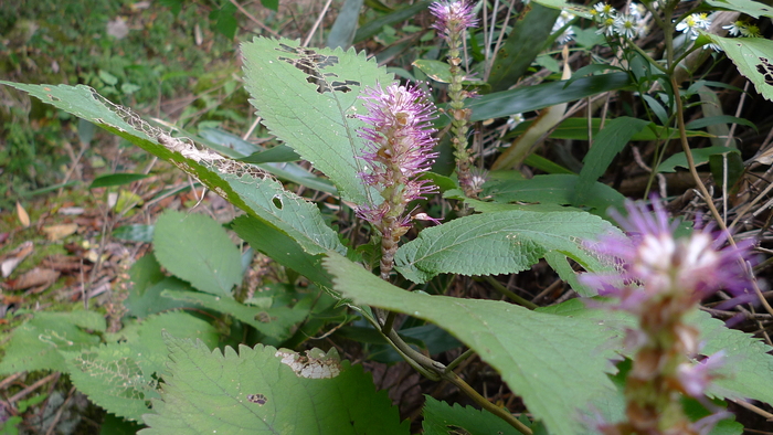 e0024081_17582483.jpg