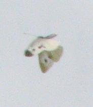 e0130185_1334723.jpg