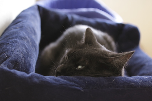 なんだよ? 猫ベッドで休憩中の小僧