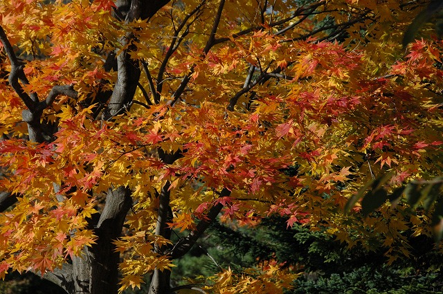 f0157901_203569.jpg
