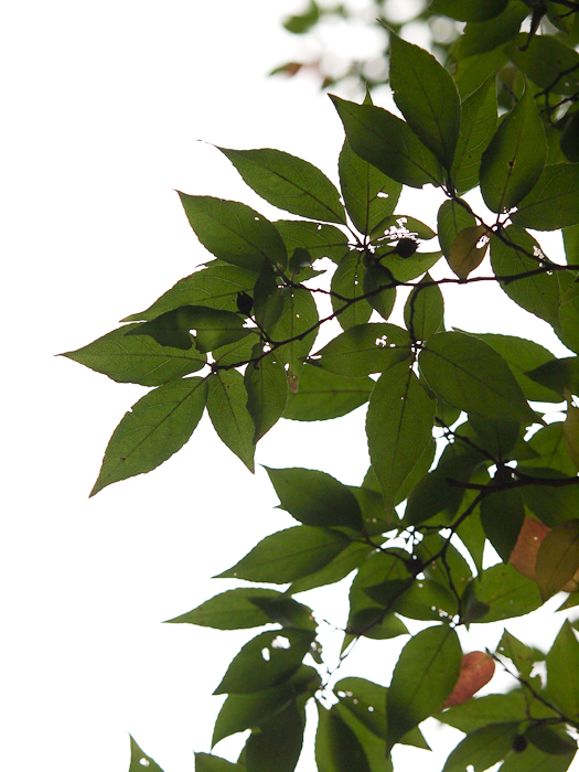 c0021726_21162853.jpg