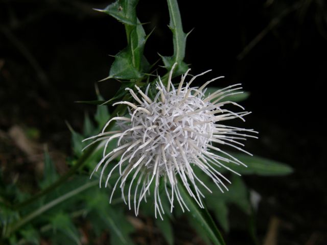 c0042869_20352954.jpg