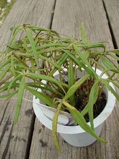 c0190010_1311641.jpg