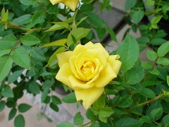 c0190010_1318016.jpg