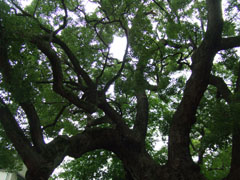 c0188928_18545487.jpg