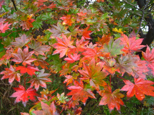 c0179351_21371070.jpg