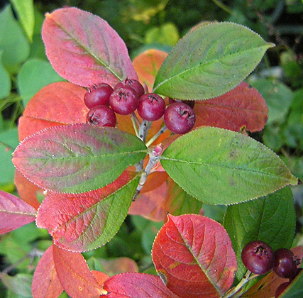 a0001354_2114331.jpg
