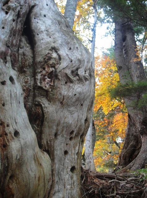c0119160_1853375.jpg
