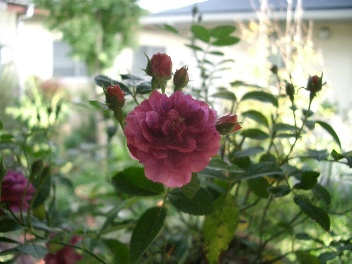 c0186463_0481142.jpg