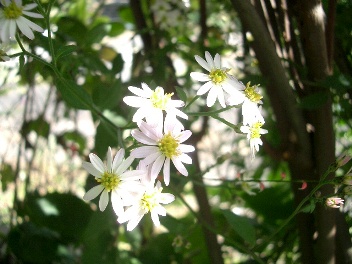 c0186463_1124421.jpg