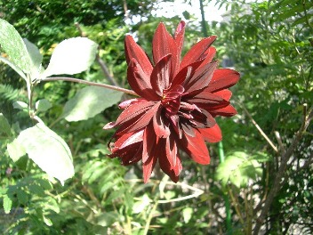 c0186463_1155136.jpg
