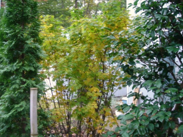 e0151566_16135948.jpg