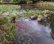 f0089775_1613475.jpg