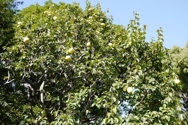 a0127090_15192674.jpg