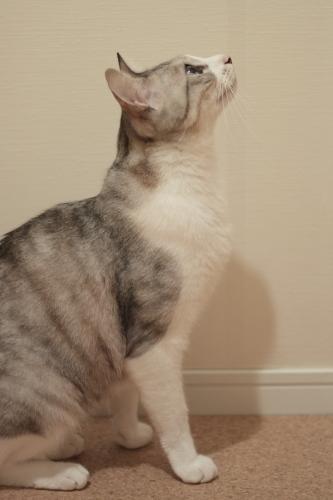 なんだか怪しい 仕事部屋の前にたどり着いたお坊ちゃん