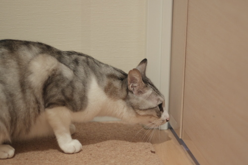 なんだかぬくぬくしてる 隙間から中の空気を嗅ぐお坊ちゃん