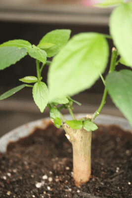 d0100192_22323194.gif