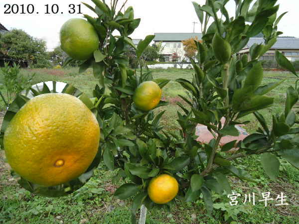 d0122497_10442689.jpg