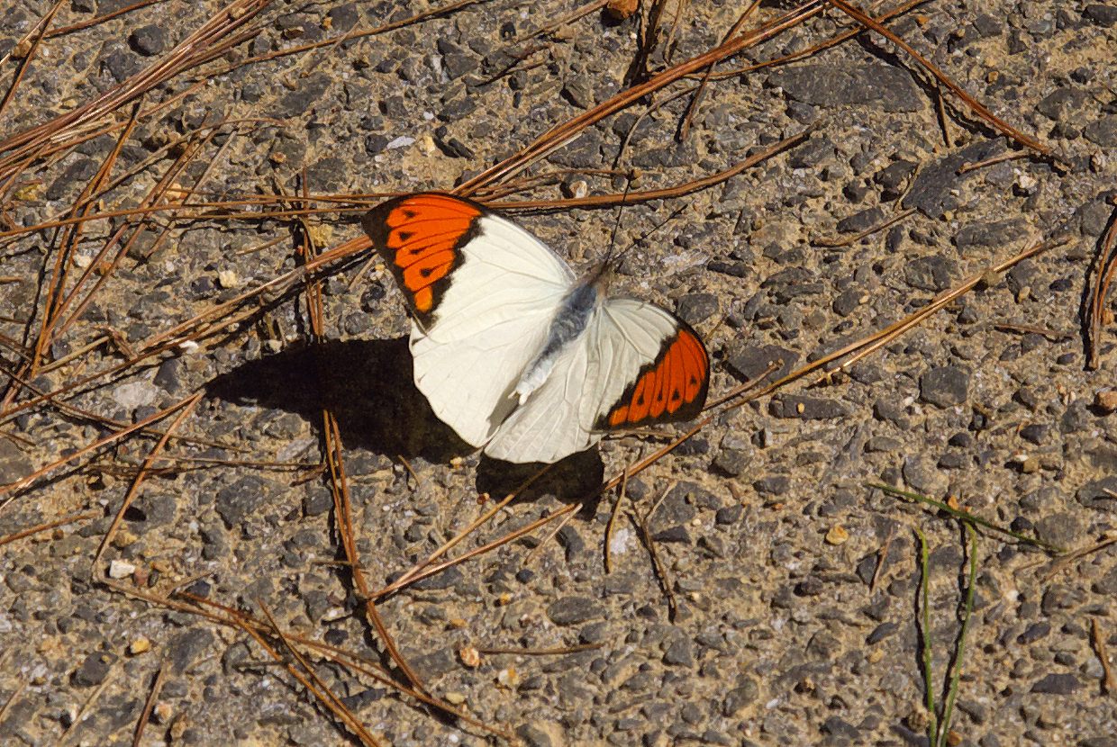 b0174905_5452943.jpg