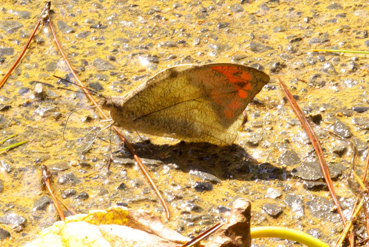 b0174905_545528.jpg