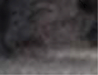 e0103408_14491623.gif