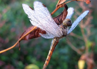 c0204740_14533155.jpg