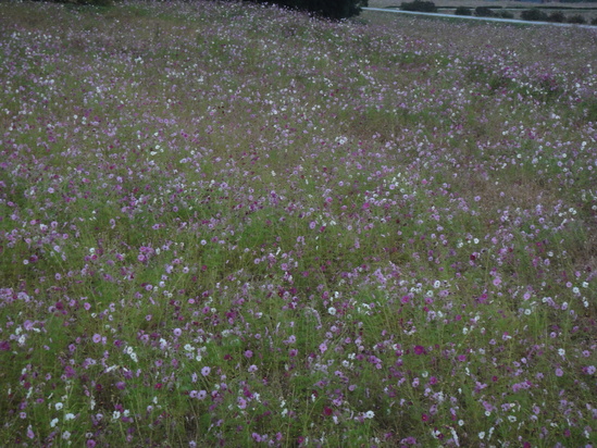 b0130273_22413822.jpg