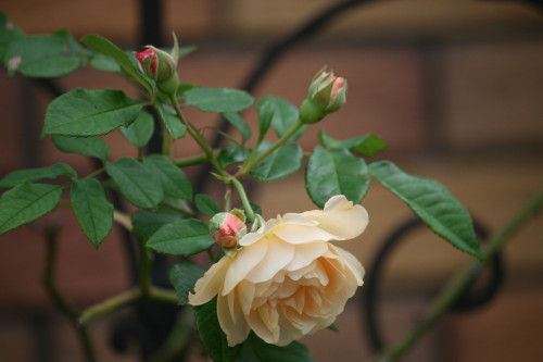 e0114977_1283724.jpg