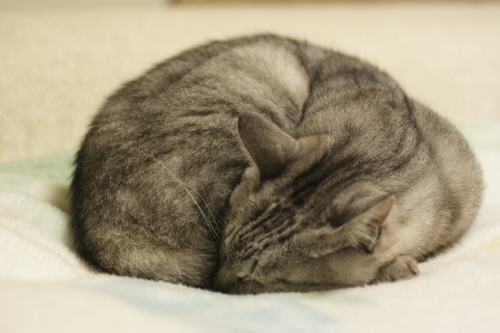 あきれて眠るお嬢さん