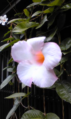 c0075299_1443823.jpg