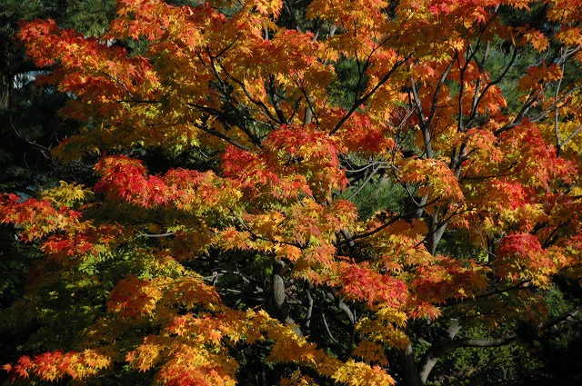 f0157901_1433362.jpg