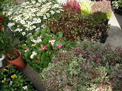 c0190010_185354.jpg