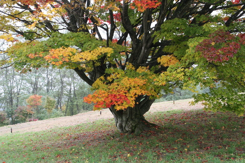 b0156518_13414487.jpg