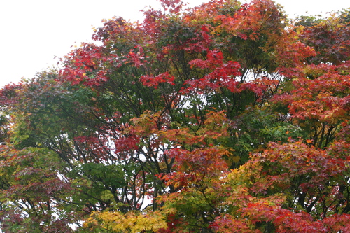 b0156518_1342776.jpg