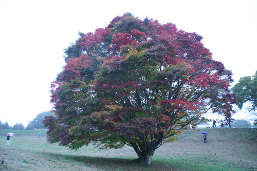 b0156518_1394046.jpg
