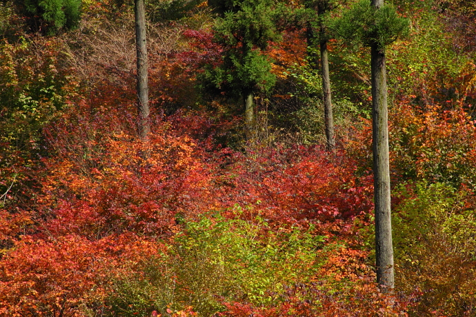 f0197319_1312370.jpg