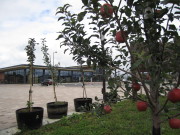 b0147224_20451392.jpg