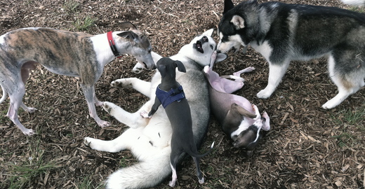 e0199431_2016673.jpg