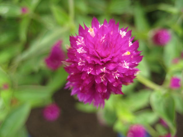 e0166032_12423175.jpg
