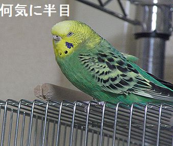 f0196665_074481.jpg